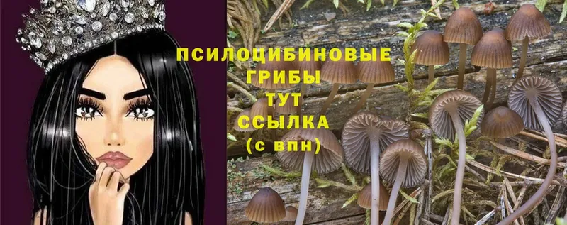 где найти   Жуковский  Галлюциногенные грибы Magic Shrooms 